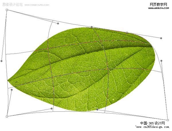 利用叶子的局部制作一张完整的叶子