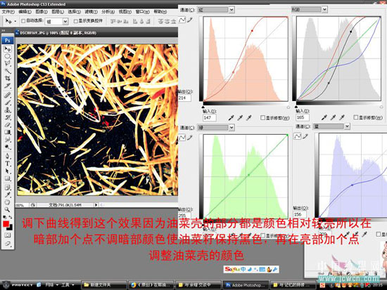 Photoshop调色教程：在那油菜丰收的时节